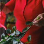 Plants Any Senior Can Take Care of