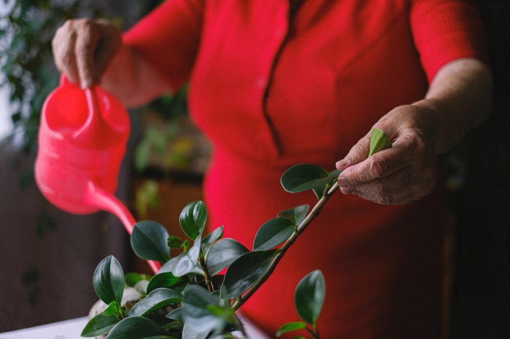 Plants Any Senior Can Take Care of